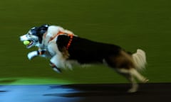 A Border Collie