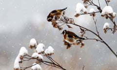 Goldfinches on a branch