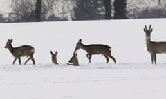 Red deer in the snow