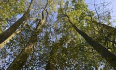 Ash trees at Winkworth Arboretum in Surrey