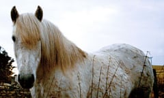 White horse in a field