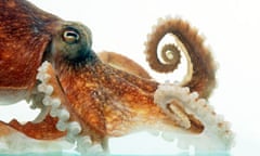 Common octopus