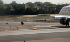 Dog on tarmac at LaGuardia airport