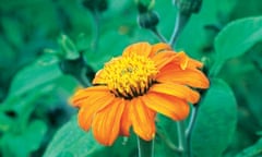 Tithonia rotundifolia 'Torch'