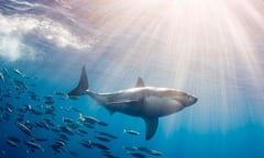 Great White Shark Followed by Schooling Fish