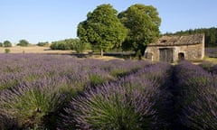 Lavender fields in Provence