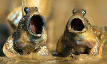 Two mudskippers