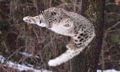 A Snow leopard leaps through the air at Bronx Zoo, New York.