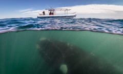 A southern right whale mother seen under a whale-watching boat in Peninsula Valdez, Argentina.