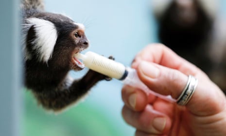 Shots: A tamarin monkey is fed by a zoo keeper at the family-owned Palmyre Zoo, France.