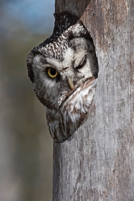 This sly owl pokes its head out of a large hole to give a photographer a cheeky wink.