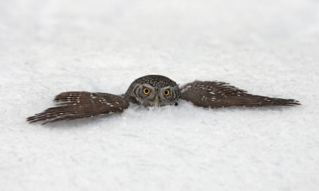 A pygmy owl tries to hide in the snow