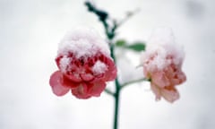 Roses in snow by Christopher Thomond