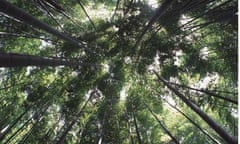 Canopy bamboo forest