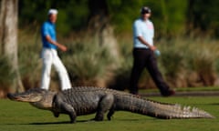 Want a golf bag in that finish. A giant alligator sits on the 14th fairway during the Zurich Classic at TPC Louisiana.