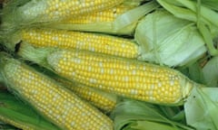 Close up of Sweet Corn USA