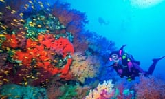 School of Anthias Near Soft Corals