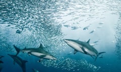 SOUTH AFRICAS SARDINE RUN