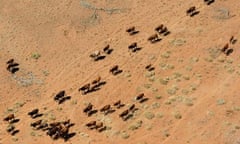 File photo of cattle walking near a dry river bed on a farm near Port Hedland