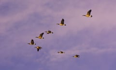 Canada geese flying in chevron v formation over Littleton Colorado