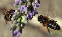 Bees in France