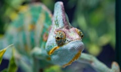 chameleon