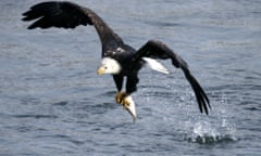 An eagle catches a fish in the icy cold waters of the Des Moines River, Iowa, US.