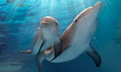 Dolphin Tale 2