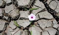 Flower cracked soil
