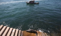 A police launch keeps boats away as a seal suns itself on steps in front of the Sydney Opera House