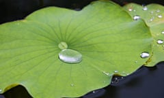 Water lily leaves after rain