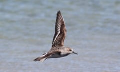 A red-necked stint