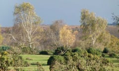 Looking across Gorley Common towards Ibsley Common in the distance.