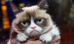 Grumpy cat