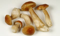 Porcini or pore mushrooms.