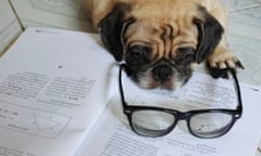Pug wearing glasses looking tired on worksheets.