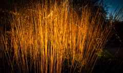 Molinia caerulea subsp. arundinacea ‘Skyracer’ at sunset.