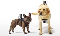 GoPro Fetch harness for dogs
