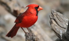 Miracle-worker … a red cardinal.