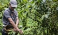 A worker collects coffee beans in Nicaragua