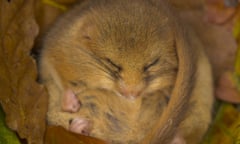 Dormouse in Hibernation