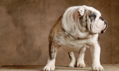 english bulldog