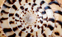 Spiral sea shell