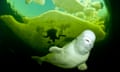 Beluga whale, White Sea