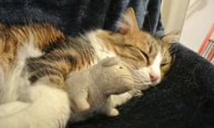 sleeping cat with mouse toy