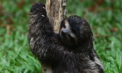 (FILE) A baby brown-throated sloth (Brad