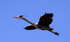 Grey Herons fly with their head drawn back and feet trailing behind. 