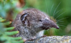 Lesser white-toothed shrew, Crocidura suaveolens 