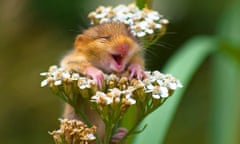 Dormouse found laughing on top of a yarrow flower