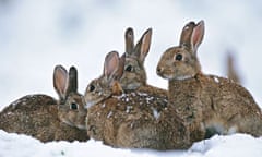 Four European rabbits sitting in the snow